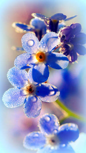Dreamy Blooms Of Blue Forget-me-not Flowers Wallpaper