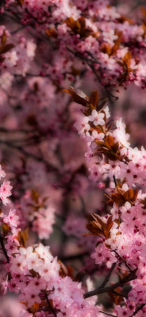 Dreamy Cherry Blossoms Spring Iphone Wallpaper