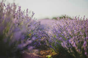 Dreamy Lavender Field Pathway Wallpaper