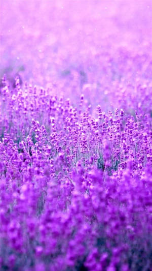 Dreamy Purple Flower Garden Wallpaper
