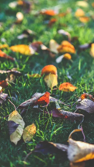 Dried Fallen Leaves Smartphone Background Wallpaper