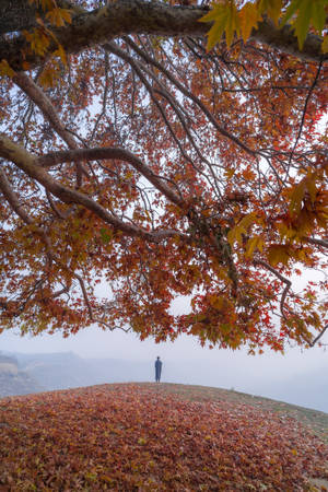 Dried Leaves Nature Iphone Wallpaper