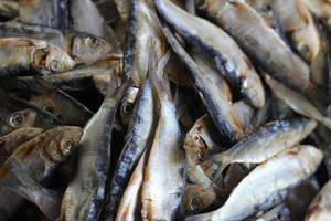 Dried Small Herrings Wallpaper