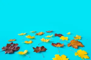 Dried Up Leaves Beautiful Autumn Desktop Wallpaper