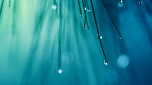 Drippy Raindrops On Plants Wallpaper