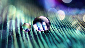 Drippy Water Drop In Macro Wallpaper