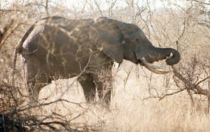 Drought Takes A Toll On Elephants Wallpaper