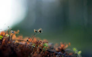 Dry Plants In The Garden Wallpaper