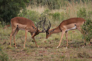 Dual Deer [wallpaper] Wallpaper