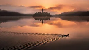 Duck Swimming At Lake Bled During Sunset Wallpaper