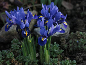 Dwarf Iris Flowers Wallpaper