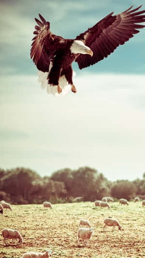 Eagle Hunting Iphone Wallpaper