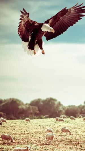 Eagle Hunting Iphone Wallpaper