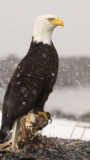 Eagle Symbol Of America Iphone Background Wallpaper