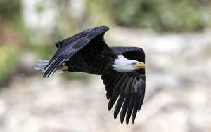 Eagle With Black Wings Wallpaper