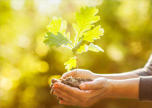 Earth Day Plant On Hands Wallpaper