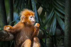 East Javan Langur Monkey Wallpaper