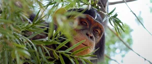 Eastern Chimpanzee Species Wallpaper