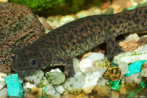 Eastern Newt On Aquarium Gravel.jpg Wallpaper