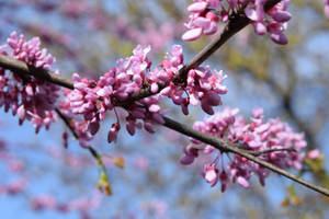 Eastern Redbud In Lithuania Wallpaper