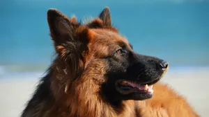 Ecstatic German Shepherd Dog Wallpaper