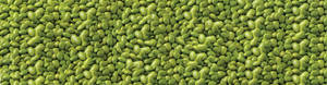 Edamame Beans Shelled Wallpaper