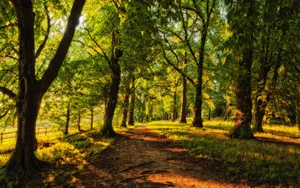 Eerie Forest Fall Sunny Day Wallpaper