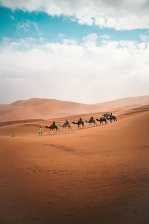 Egypt Camel Transport Wallpaper