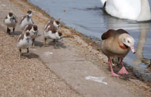 Egyptian Goose Mother Bird Wallpaper