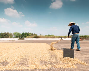 El Salvador Coffee Pacas Mill Wallpaper