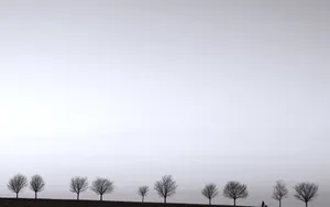 Elegance In Solemnity: A Black And White Aesthetic Of Dead Trees Wallpaper