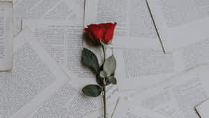 Elegant Rose Laptop Wallpaper
