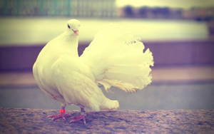 Elegant White Dove With Pastel Filter Wallpaper