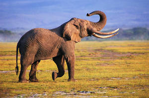 Elephant Hd In The Grassland Wallpaper