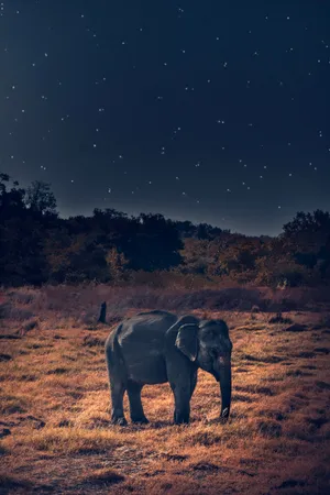 Elephant In Starry Night Iphone Wallpaper