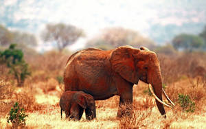 Elephant Mother And Calf Sharing A Bond Wallpaper