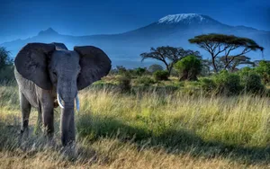 Elephant Standing At Mount Kilimanjaro Wallpaper
