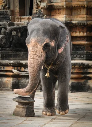 Elephant With Necklace Iphone Wallpaper