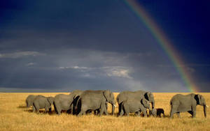 Elephants In Kenya Africa Sward Wallpaper