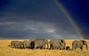 Elephants In Kenya Africa Sward Wallpaper