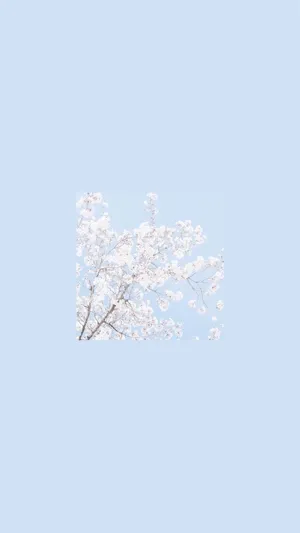 Embodying Simplicity In The Aesthetic One Color Wallpaper Wallpaper