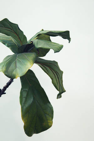 Embrace Nature's Design With A Spectacular Fiddle Leaf Wallpaper