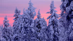 Embrace The Beauty Of A Winter Forest Wallpaper