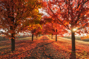 Embrace The Charm Of Autumn Wallpaper