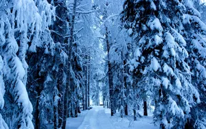 Embrace The Mystique Of A Winter Forest Wallpaper