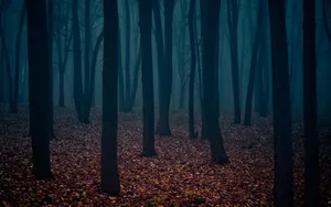 Embrace The Peaceful Splendor Of Nature Wallpaper