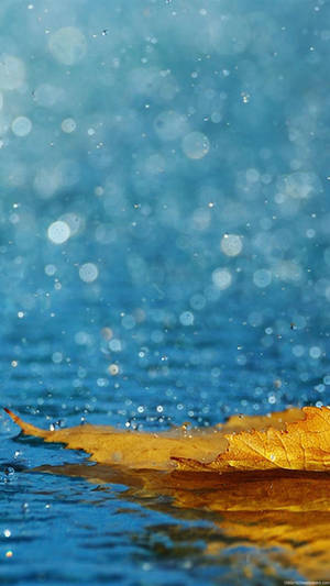 Embrace The Rain And Capture The Moment With Your Iphone Wallpaper