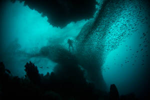 Embracing The Serenity Beneath: A Tranquil Underwater Scape Wallpaper