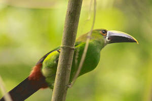 Emerald Green Bird In Tree Wallpaper