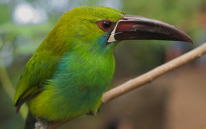 Emerald Green Bird Wallpaper